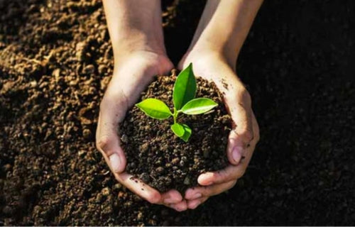 Earth Day image showing a small plant in dirt and held by a person.